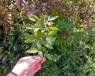 Black Berry bushes For sale, you dig