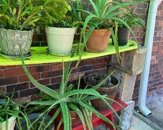 Homegrown plants, Christmas cactus, and aloe