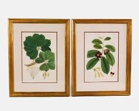 2 Botanical Paintings, Eugenia