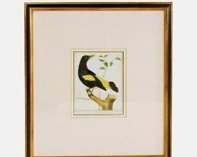 Late 18th Early 19thC Martinet Hand Colored Copperplate Bird Engraving Framed