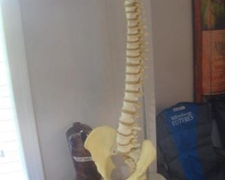 Life size human backbone