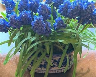 Bluebonnets in blue and white container