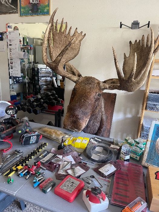 Sold out Moose in the Garage! Run! Updates... starts on 10/13/2022