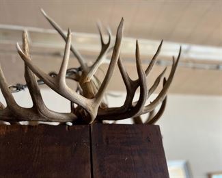 Antler Chandelier 