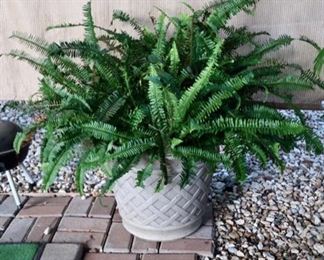 Nice Large Fern in Planter