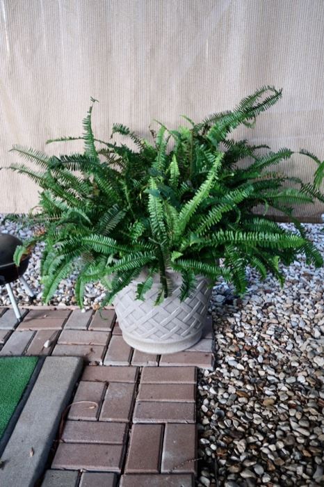 Nice Large Fern in Planter