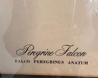 Peregrine Falcon Print