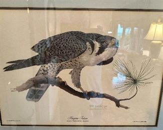 Peregrine Falcon Print