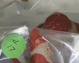 Small Old Porcelain Santa Figures