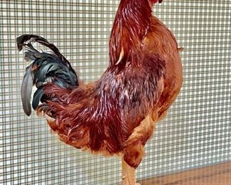 Taxidermy Rooster. Photo 1 of 2.