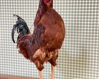 Taxidermy Rooster. Photo 2 of 2.