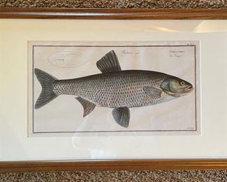 ASP "Cyprinus Aspius Der Raapfe" (plate 7), Copper Engraving Made by Ludwig Schmidt. Photo 1 of 3.