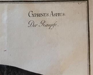 ASP "Cyprinus Aspius Der Raapfe" (plate 7), Copper Engraving Made by Ludwig Schmidt. Photo 2 of 3.