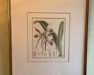 Framed Botanical.
