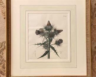 Framed Thistle Botanical Engravings - 2 Available. Each Measures 17" W x 18" H Framed. Photo 1 of 2.