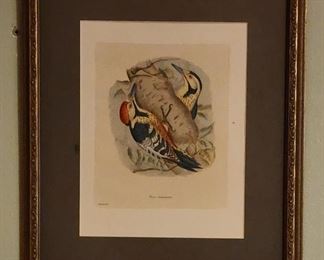 Vintage Framed bird print