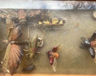 Eek! Wow! GIANT Peruvian Insect Collection