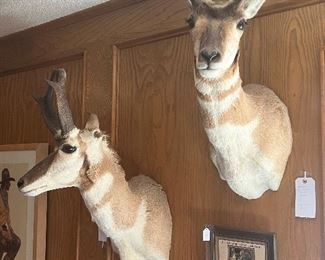 Antelope Pronghorn shoulder mounts