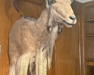 African Barbary Sheep shoulder mount