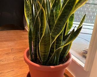 Beautiful indoor plant