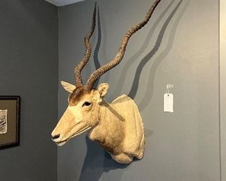 Award winning Addax mount