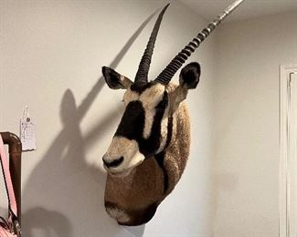 Award winning Gemsbok mount