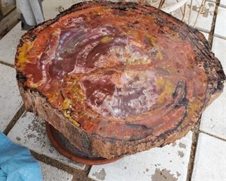 Polished Petrified Wood Fossil
