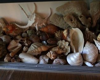 Large Collection of Shells