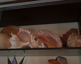 Large Vintage Shells