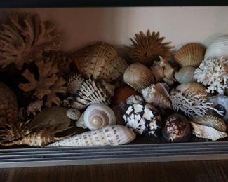 More Shells