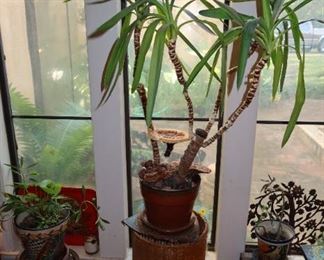Indoor Plants