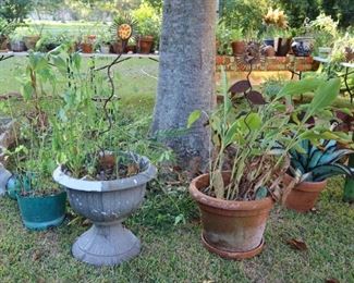 Outdoor Plants and Pots - Lots of Them