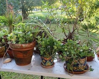 More Plants - Beautiful Pots