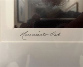 "Nacimiento Oak" by Ron Niehoff