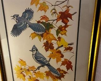 Bluejay Print- The Bluejay - Signed Albert Earl Gilbert 1976	Frame measurements 31 x 25	
