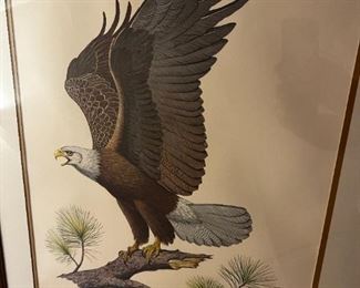 American bald eagle Print- The American bald eagle - Signed Albert Earl Gilbert 1976	Frame measurements 31 x 25	
