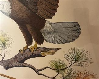 American bald eagle Print- The American bald eagle - Signed Albert Earl Gilbert 1976	Frame measurements 31 x 25	
