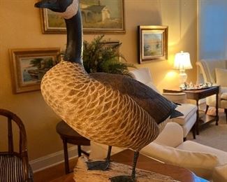 Canada goose 
Thomas w Carlock 