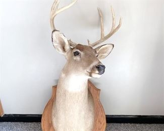6 Point Deer Mount