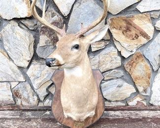 Deer Mount