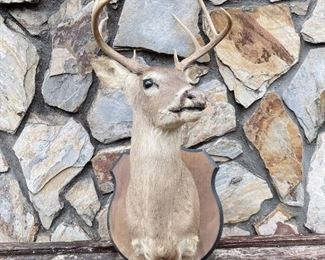 Deer Mount