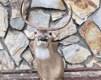 Deer Mount