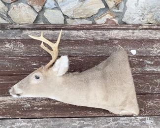 Deer Mount