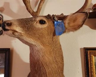 Mounted Deer Head