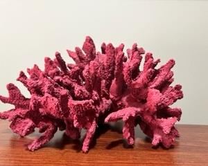 Red coral from the Florida coast. A rather large, impressive piece. About gthe size of a watermelon. 