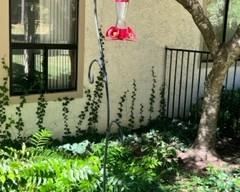 Hummingbird feeder on metal post