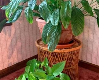 Beautiful Plants Stands, 14.5 Inches, Peace Lily and Pothos Marble Queen in Terracotta Pots