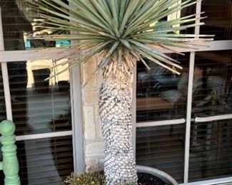 THIS BEAUTIFUL YUCCA STANDS 6.5 FT TALL!  READY FOR YOUR PATIO OR POOLSIDE.