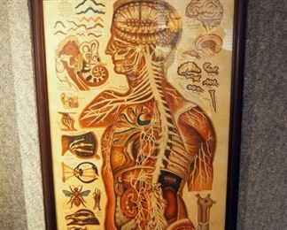 Framed Under Glass The Chart Of Life Company Neurophysiology Graph, Dated 1881, 40" x 28"
