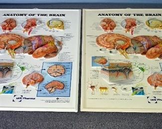 UCB Pharma Anatomy Of The Brain Anatomical Reference Charts, Qty 2, 25.5" x 18"